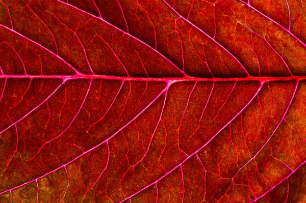 Uma bela planta com folhas vermelhas. De cima contra a luz — Fotografia de Stock