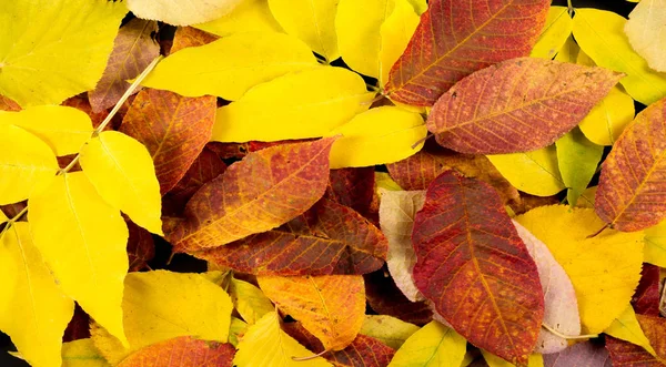 Fotografia de outono, folhas de bordo em um fundo preto, lugar fo — Fotografia de Stock