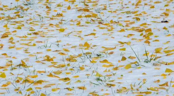 De eerste sneeuw, late herfst, herfst bladeren op de sneeuw. Sneeuwval — Stockfoto