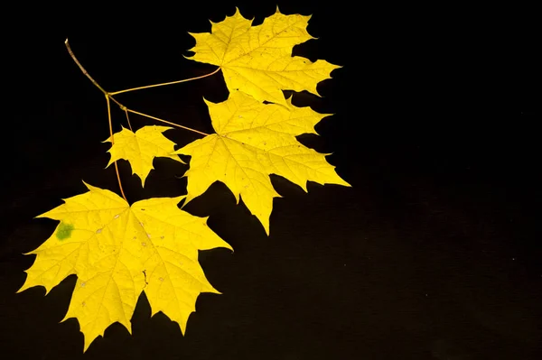 Herbstfotografie Ahornblätter Auf Schwarzem Hintergrund Platz Für Beschriftungen Bequem Für — Stockfoto