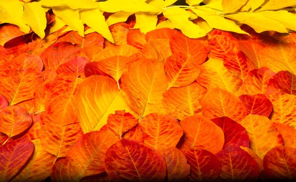 texture, background, pattern, autumn leaves, bright saturated co