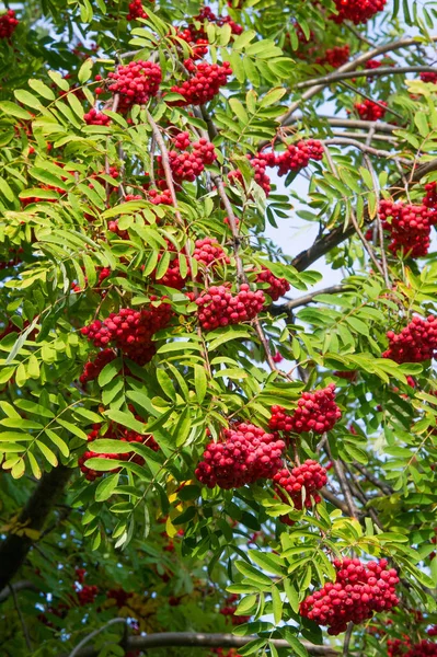 Herbstlandschaftsfotografie, Eberesche in voller Schönheit, illum — Stockfoto