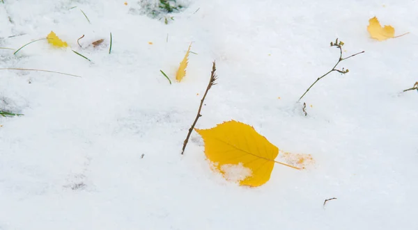 The first snow, late autumn, autumn leaves on the snow. snowfall