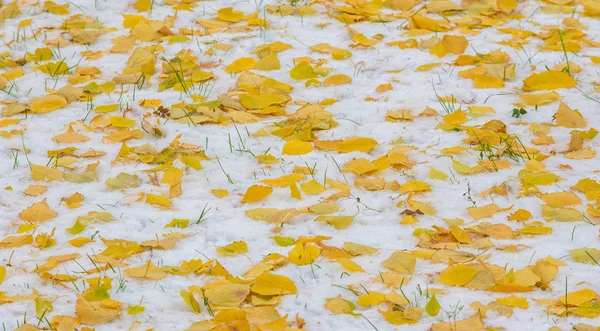 De eerste sneeuw, late herfst, herfst bladeren op de sneeuw. Sneeuwval — Stockfoto