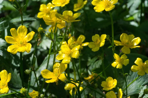 A Ranunculus acris az R családba tartozó virágos növényfaj Stock Kép