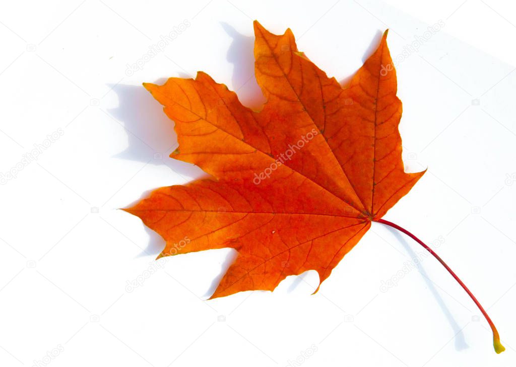 Texture background, pattern. Autumn colorful maple leaves. Maple