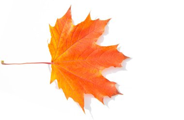 Doku arka planı, desen. Sonbahar renkli akçaağaç yaprakları. Akçaağaç