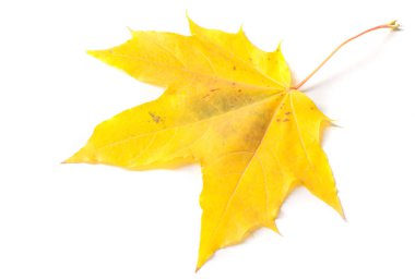 Sonbahar resmi, sonbahar akçaağaç yaprakları, beyaz torba üzerinde yaprak.