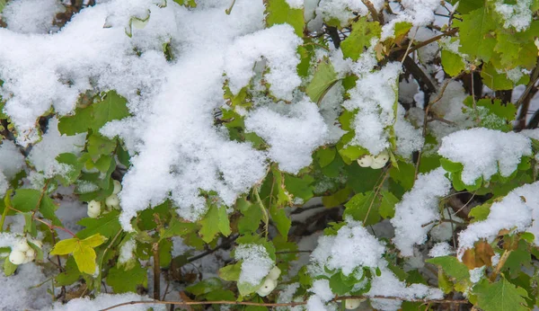 Mamy pierwszy śnieg sezonu w nocy, odkurzanie w — Zdjęcie stockowe