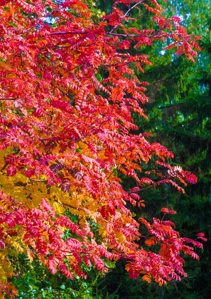 Fotos paisagem Outono, cinza de montanha em plena beleza, illum — Fotografia de Stock