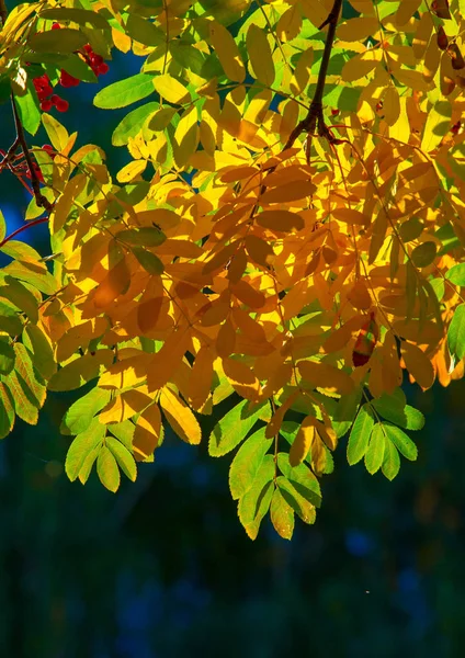 Autumn landscape of photography, Maple tree or shrub with lobed — Stock Photo, Image