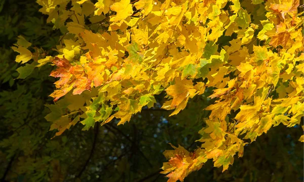 Φθινόπωρο τοπίο της φωτογραφίας, σφενδάμι δέντρο ή θάμνος με λοβά — Φωτογραφία Αρχείου