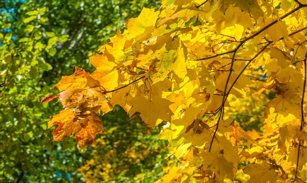 Paisaje otoñal de fotografía, arce o arbusto con lóbulo —  Fotos de Stock