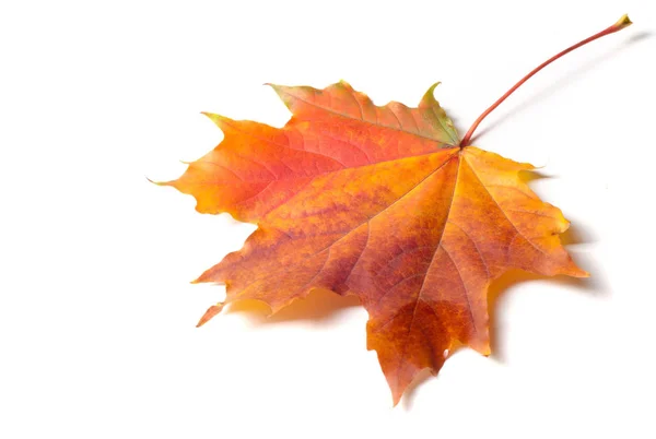 Herfst schilderen, Herfst esdoorn bladeren, Solitair blad op witte bac — Stockfoto