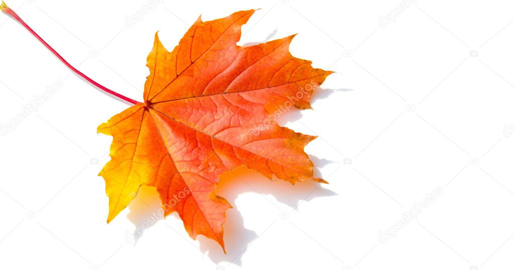 Texture background, pattern. Autumn colorful maple leaves. Maple