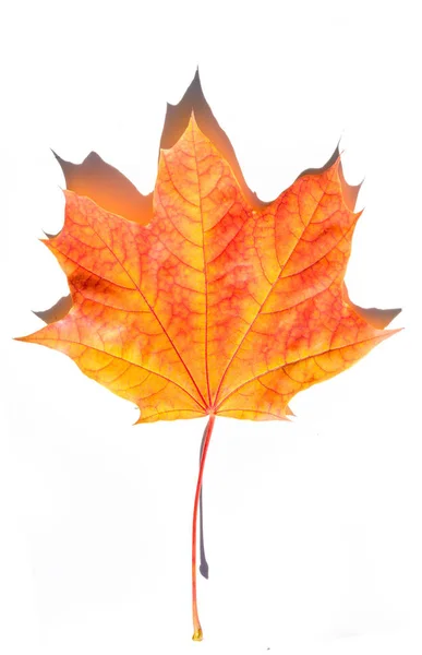 Red and yellow maple leaves on a white background. When the leav — Stock Photo, Image