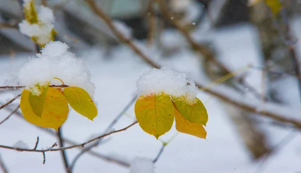 Temos a nossa primeira neve da época durante a noite, a limpar o pó. — Fotografia de Stock