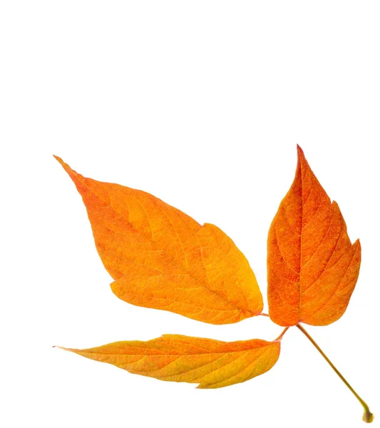 Hojas de arce rojo y amarillo sobre un fondo blanco. Cuando la hoja — Foto de Stock