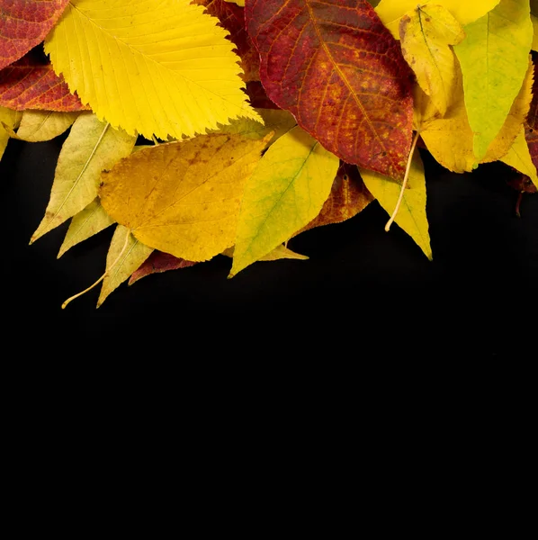 Autunno fotografia, foglie d'acero su uno sfondo nero, luogo fo — Foto Stock