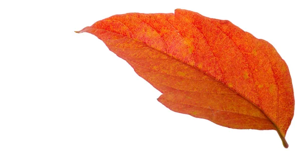 Rote und gelbe Ahornblätter auf weißem Hintergrund. wenn das Blatt — Stockfoto