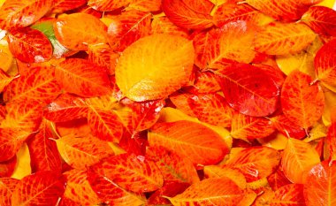 doku, arka plan, desen, sonbahar yaprakları, parlak doymuş co