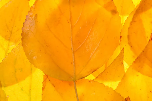 Hojas de arce rojo y amarillo sobre un fondo blanco. Cuando la hoja — Foto de Stock