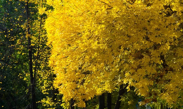 Paesaggio autunnale di fotografia, acero o arbusto con lobo — Foto Stock