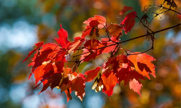 Herbstlandschaft der Fotografie, Ahornbaum oder Strauch mit gelappten — Stockfoto