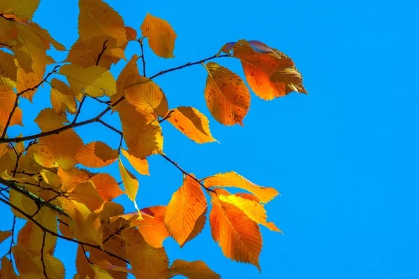 Herfst landschap, herfst bladeren met de achtergrond van de blauwe hemel, gij — Stockfoto