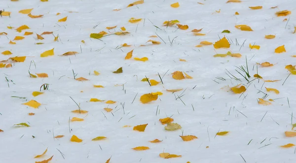 初雪，深秋，秋叶在雪上。降雪 — 图库照片