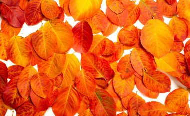 doku, arka plan, desen, sonbahar yaprakları, parlak doymuş co