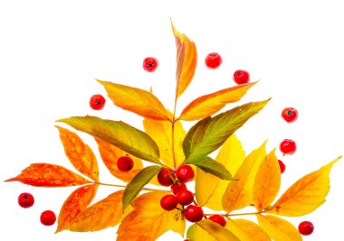 beyaz bir arka plan üzerinde kırmızı ve sarı akçaağaç yaprakları. Ne zaman leav