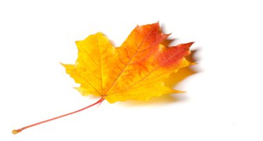 Sonbahar resmi, sonbahar akçaağaç yaprakları, beyaz torba üzerinde yaprak.