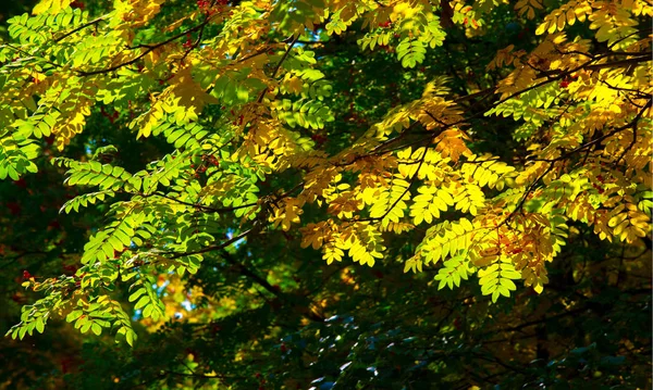 Herfst landschap fotografie, berg as in volle schoonheid, illum — Stockfoto