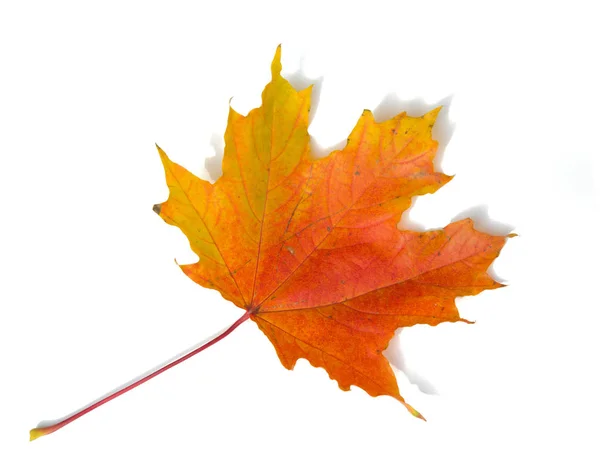 Tło tekstury, wzór. Jesienne kolorowe liście klonu. Klon — Zdjęcie stockowe