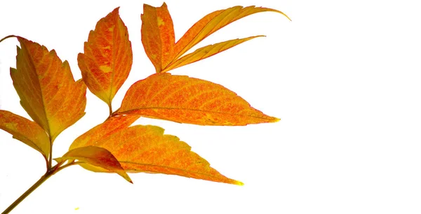 Red and yellow maple leaves on a white background. When the leav — Stock Photo, Image