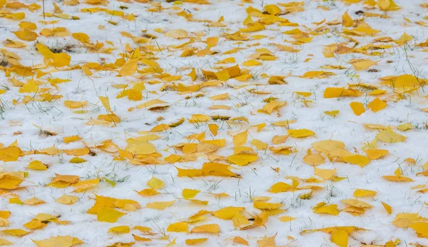 Vi fick vår första snö av säsongen under natten, damma i — Stockfoto