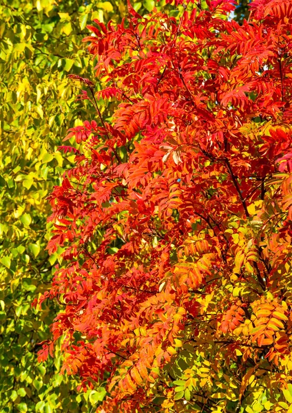 Herbstlandschaftsfotografie, Eberesche in voller Schönheit, illum — Stockfoto