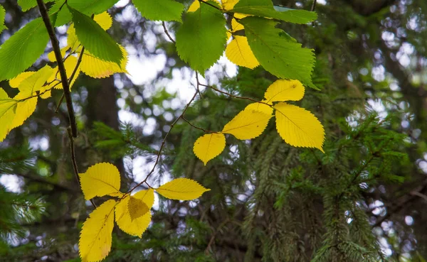 Texture, fond, motif, feuilles d'automne, brillant saturé co — Photo