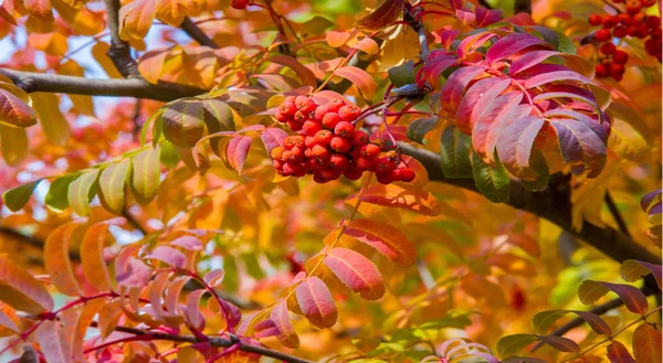 Otoño paisaje fotografía, ceniza de montaña en plena belleza, illum —  Fotos de Stock