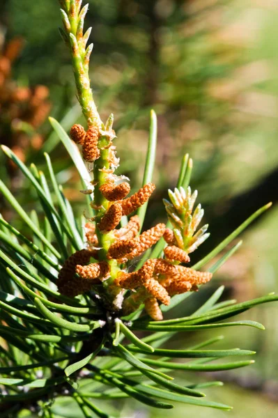 Flores de pino. Árbol de coníferas con agujas largas y cono redondo —  Fotos de Stock