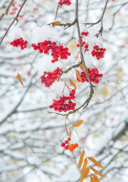 Podzimní krajina fotografie, první sníh dopadl na otruby — Stock fotografie