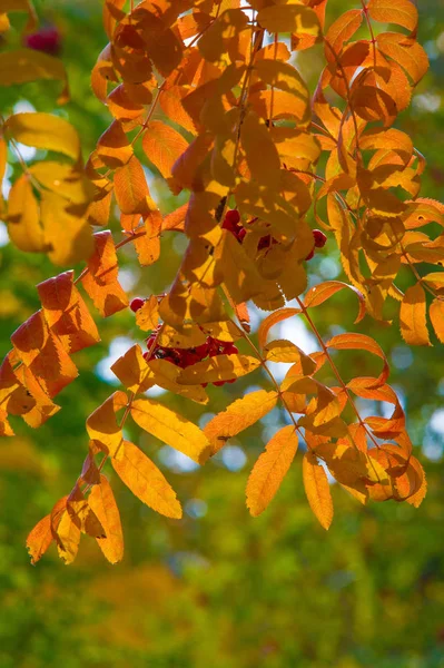 Automne photographie de paysage, frêne de montagne en pleine beauté, illum — Photo