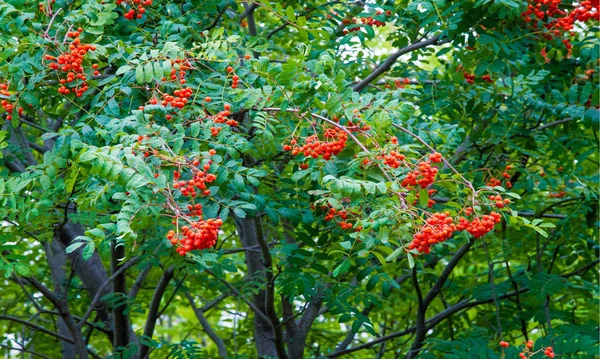 Herbstlandschaftsfotografie, Eberesche in voller Schönheit, illum — Stockfoto