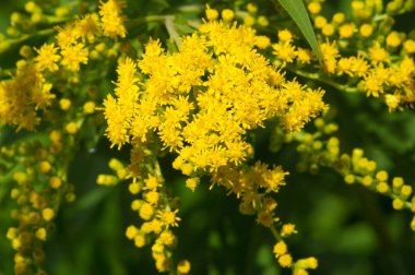flower of Solidago commonly called goldenrods comes from North A clipart