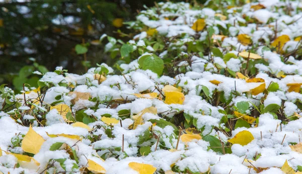 Wir bekamen den ersten Schnee der Saison in der Nacht und staubten — Stockfoto