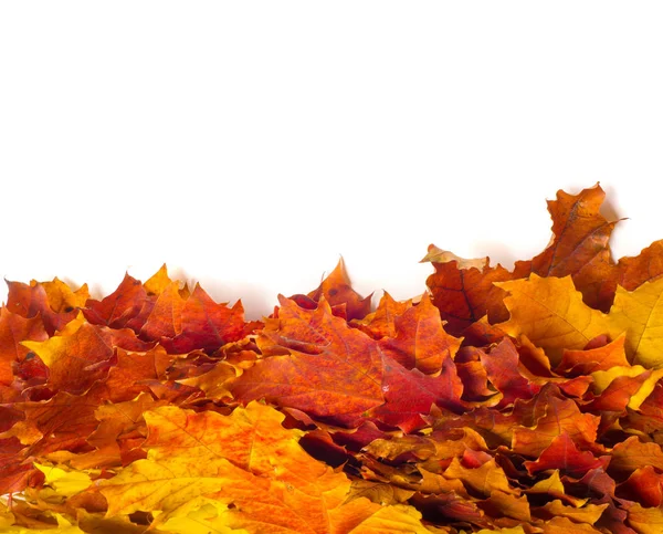 Jesienny obraz, jesienne liście klonu, różne kolory. Żółty, — Zdjęcie stockowe
