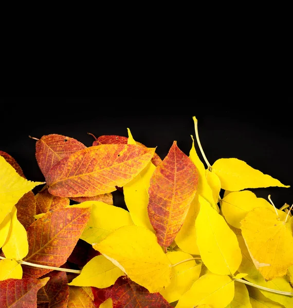 Φθινόπωρο φωτογραφία, φύλλα σφενδάμου σε μαύρο φόντο, τόπος fo — Φωτογραφία Αρχείου