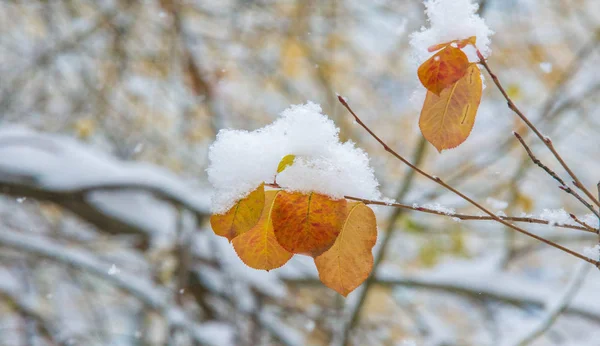 Temos a nossa primeira neve da época durante a noite, a limpar o pó. — Fotografia de Stock