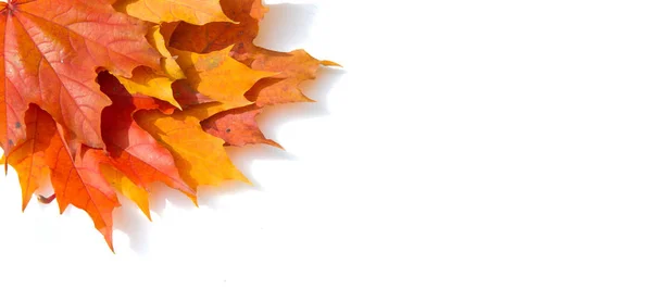 Υπόβαθρο υφής, μοτίβο. Φθινοπωρινά πολύχρωμα φύλλα σφενδάμου. Σφεντάμι — Φωτογραφία Αρχείου